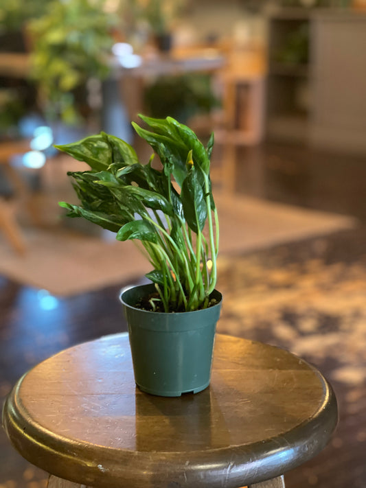 Pothos "Shangri La"