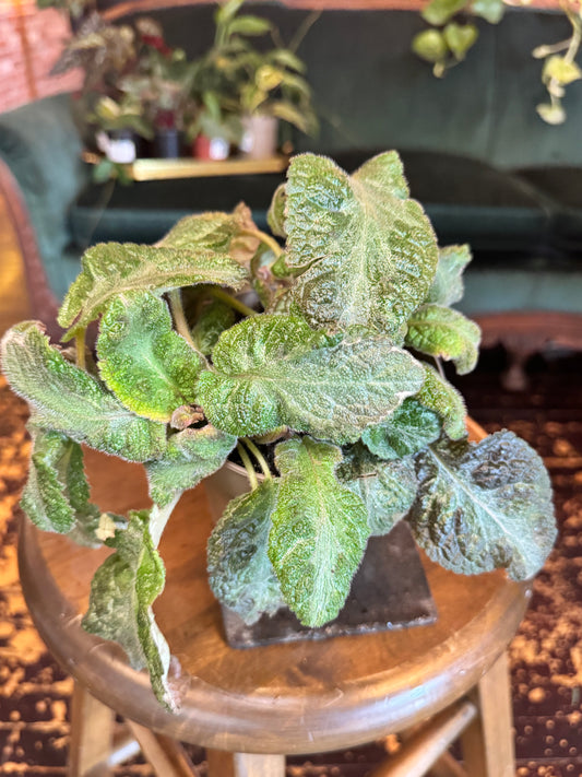 Episcia Picasso