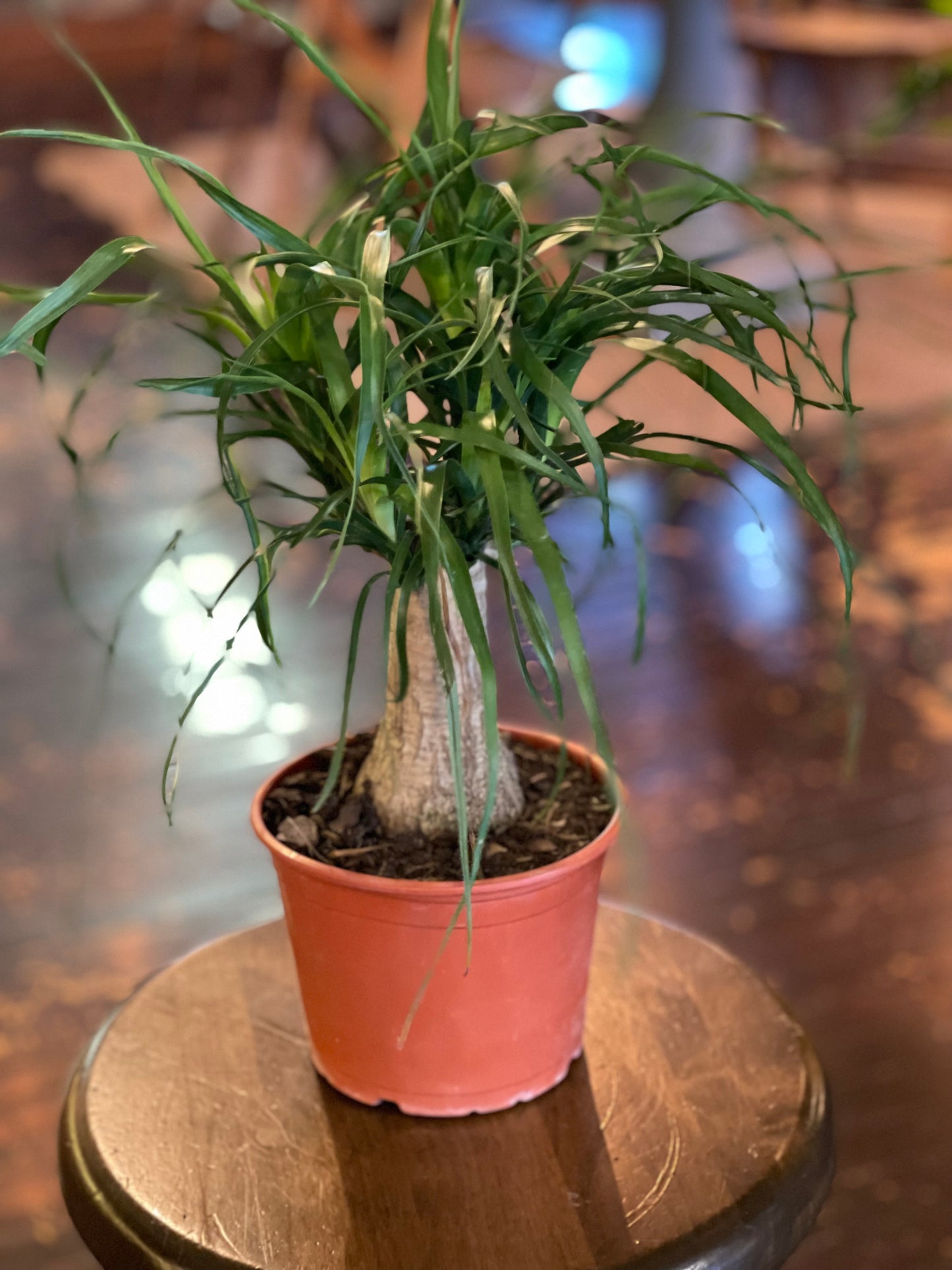 Ponytail Palm