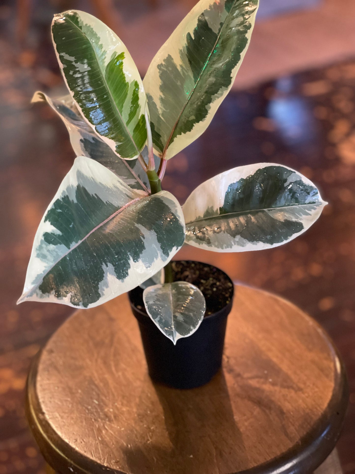 Ficus Elastica Tineke
