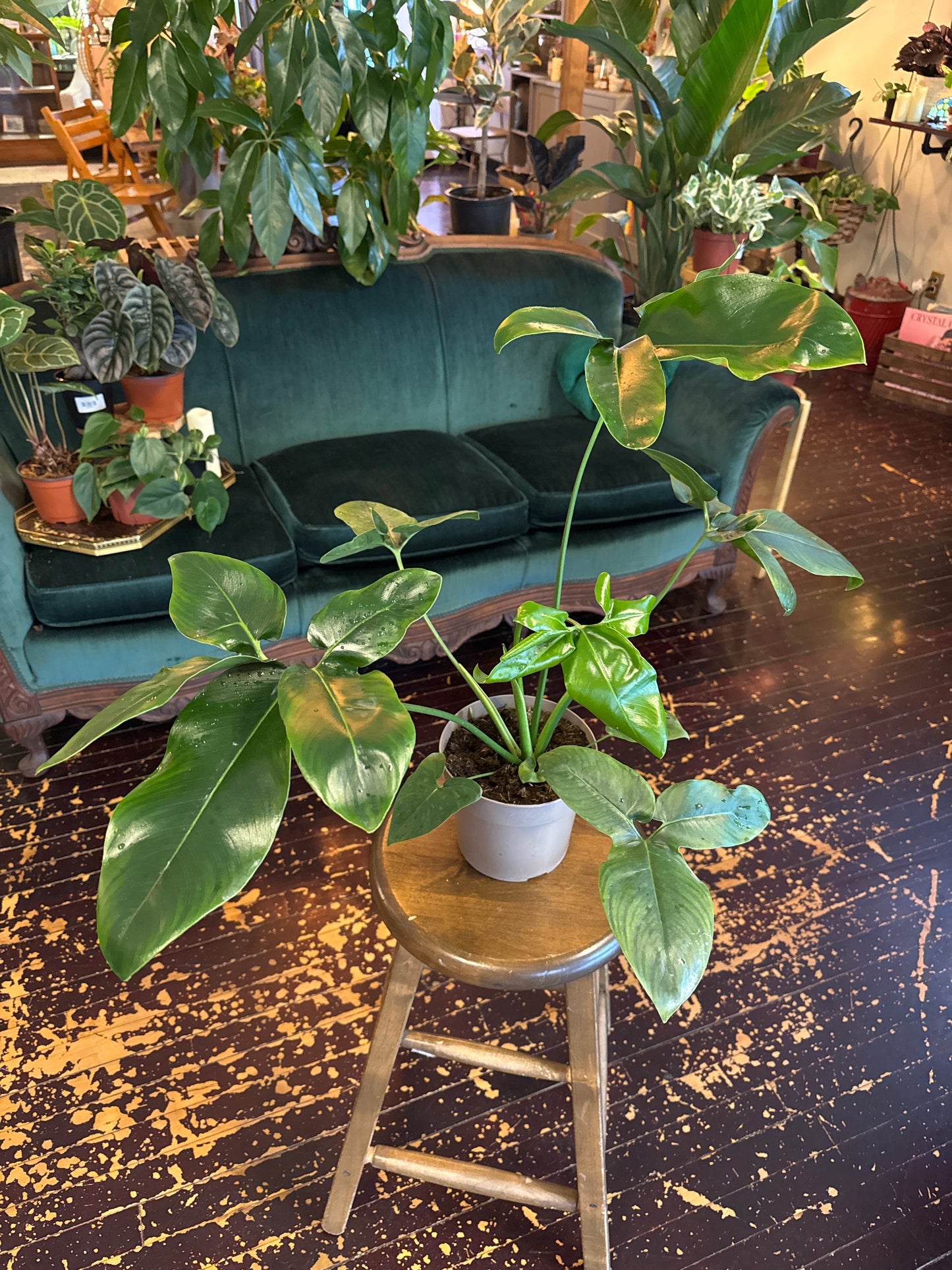 Philodendron Goeldii