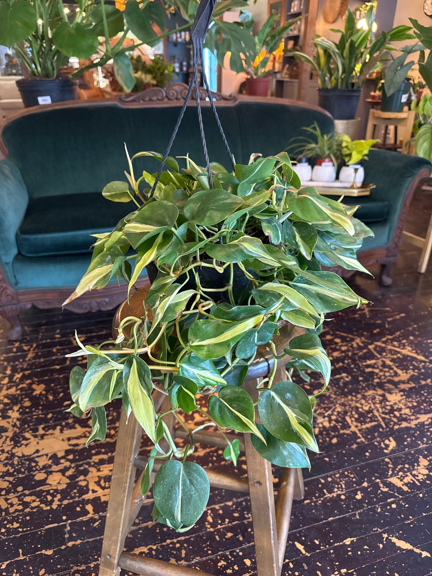 Philodendron Silver Stripe "Rio"