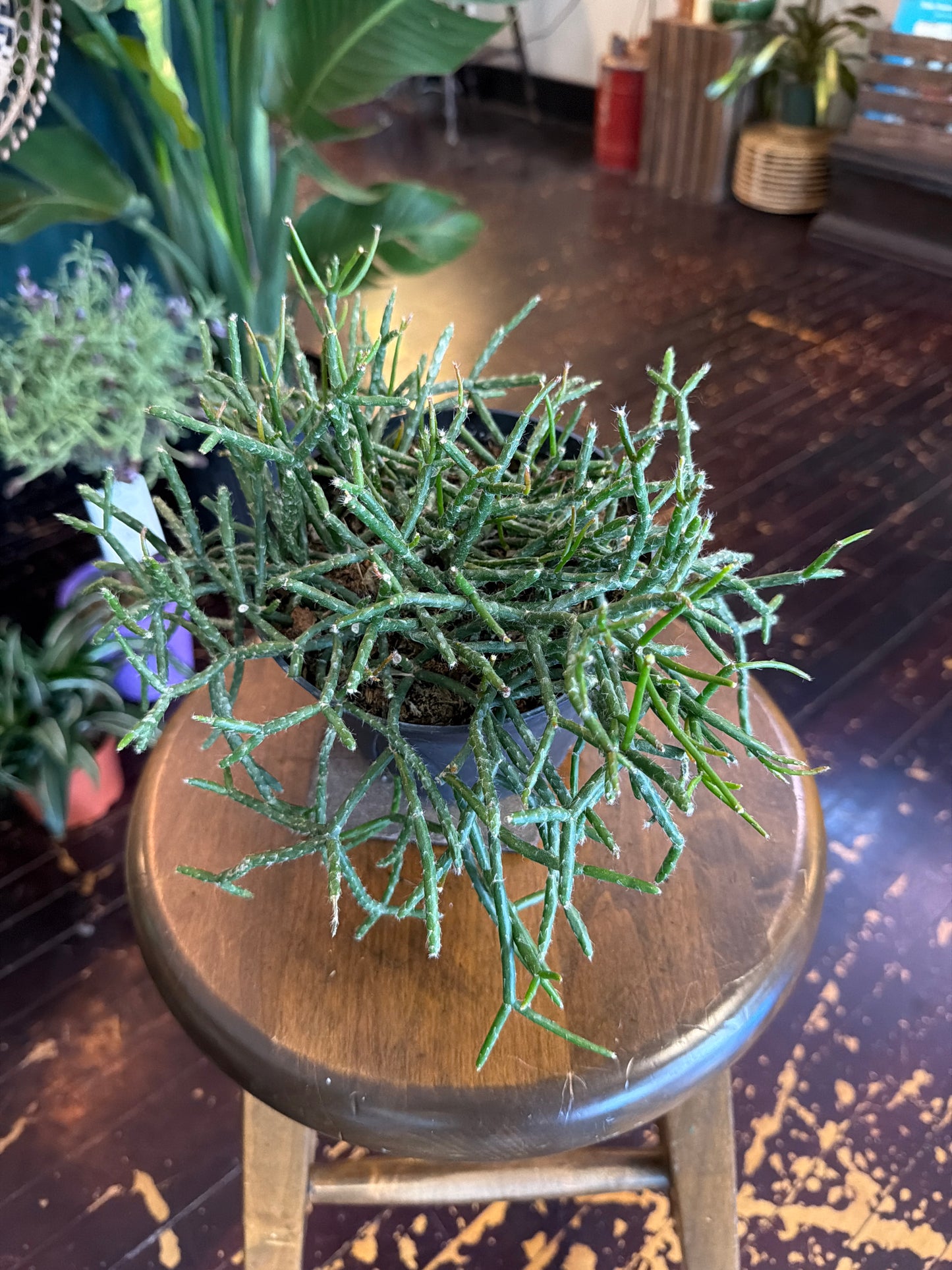 CYBER MONDAY: Rhipsalis Mistletoe Cactus