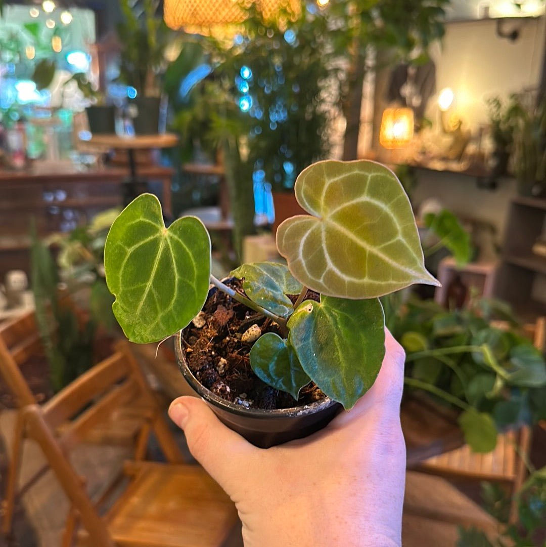 Anthurium Clarinervium