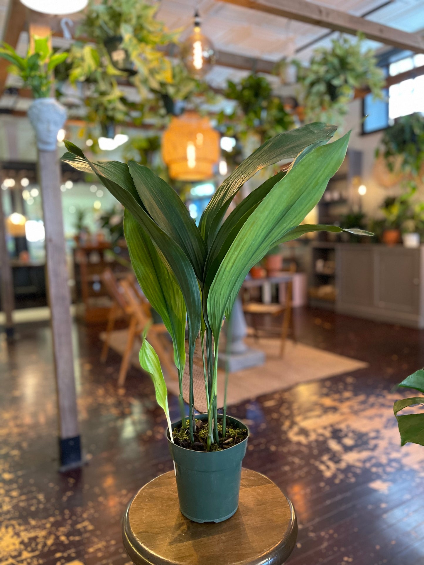 Cast Iron Plant (Aspidistra elatior)