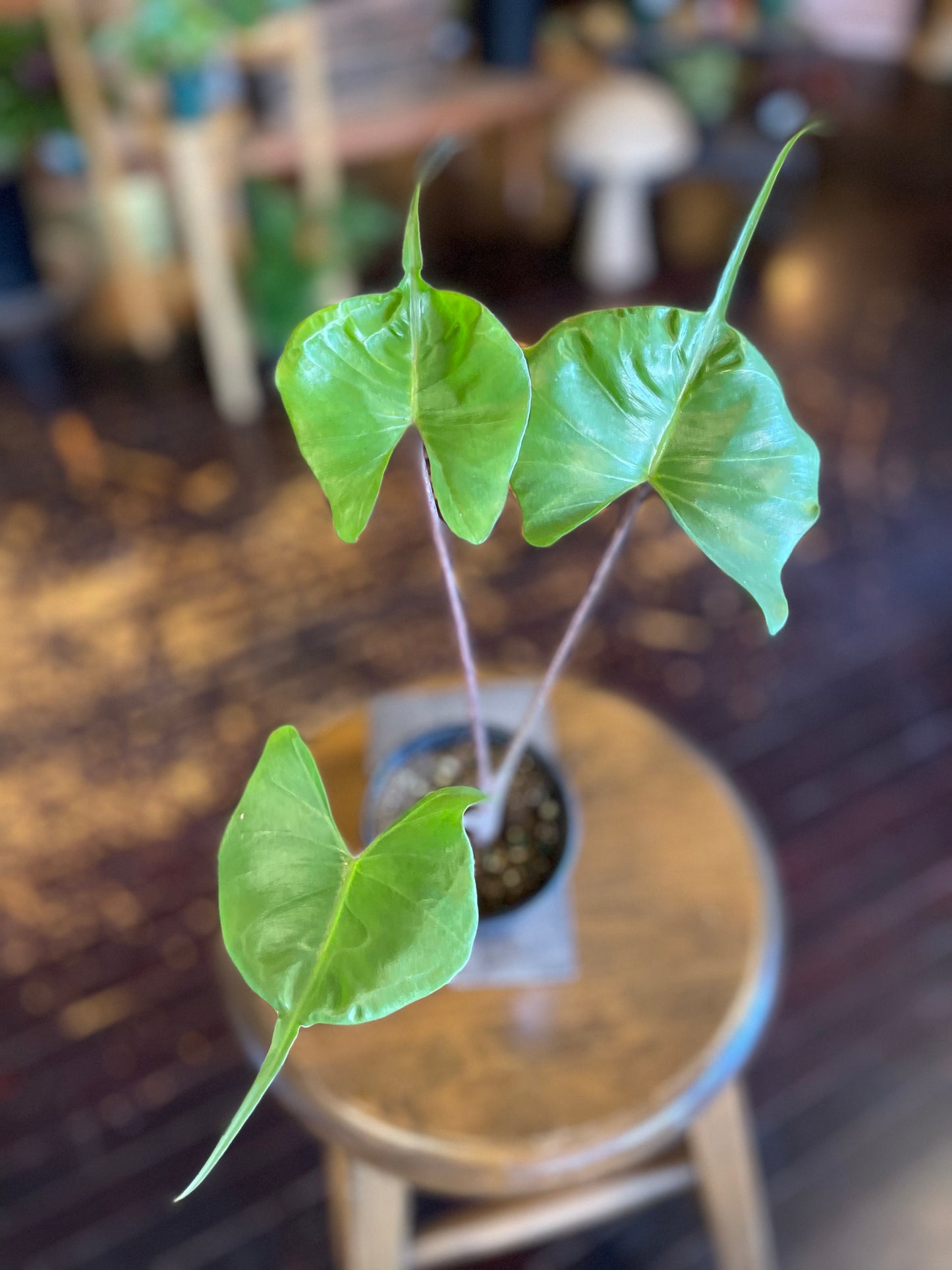 Alocasia Stingray