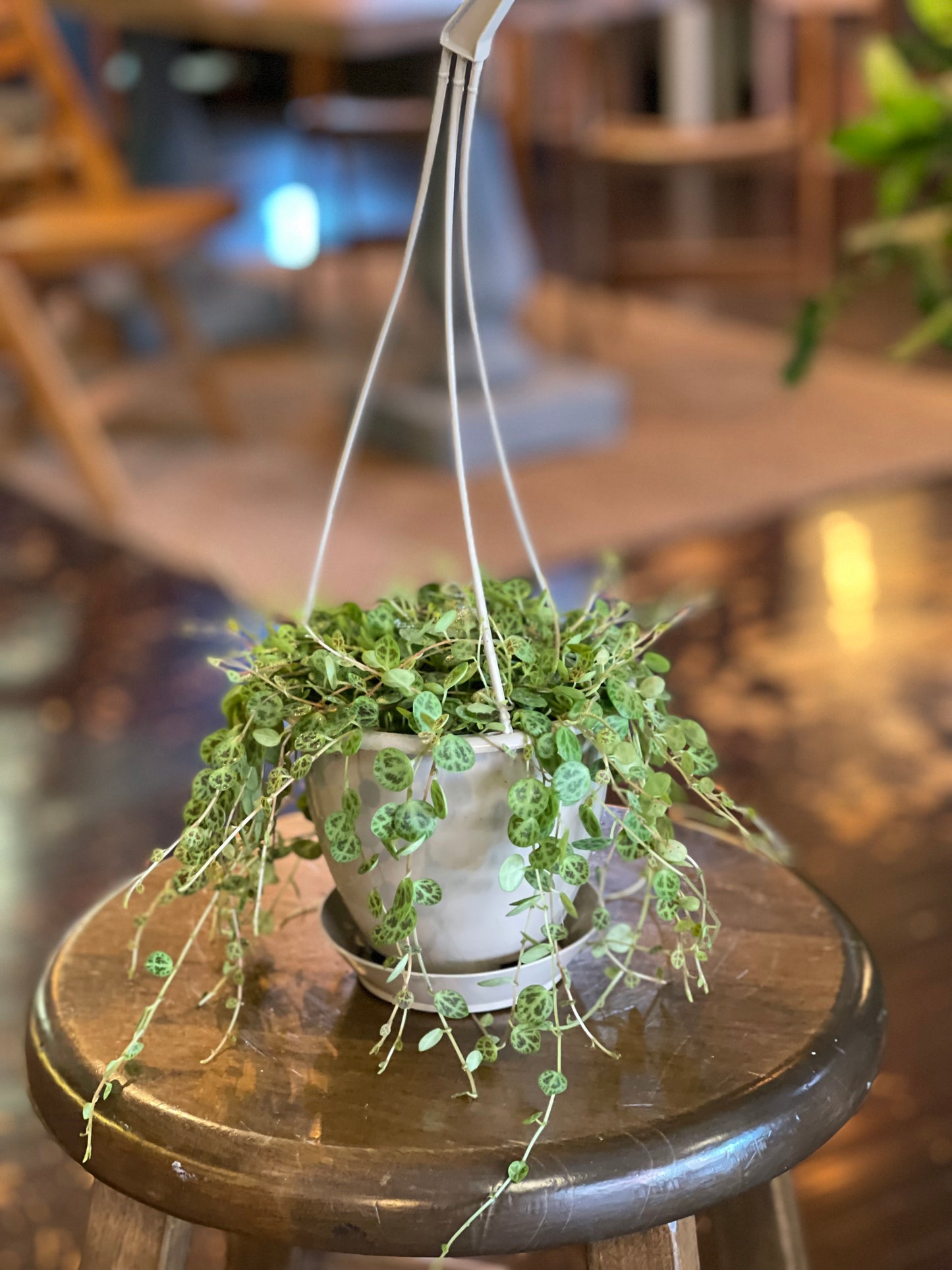String of Turtles