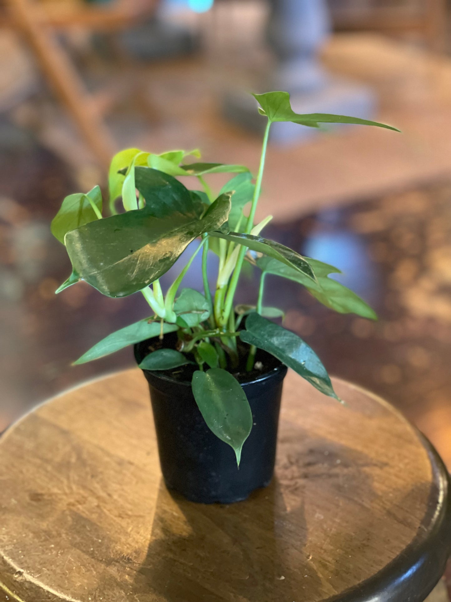 Philodendron Panduriforme