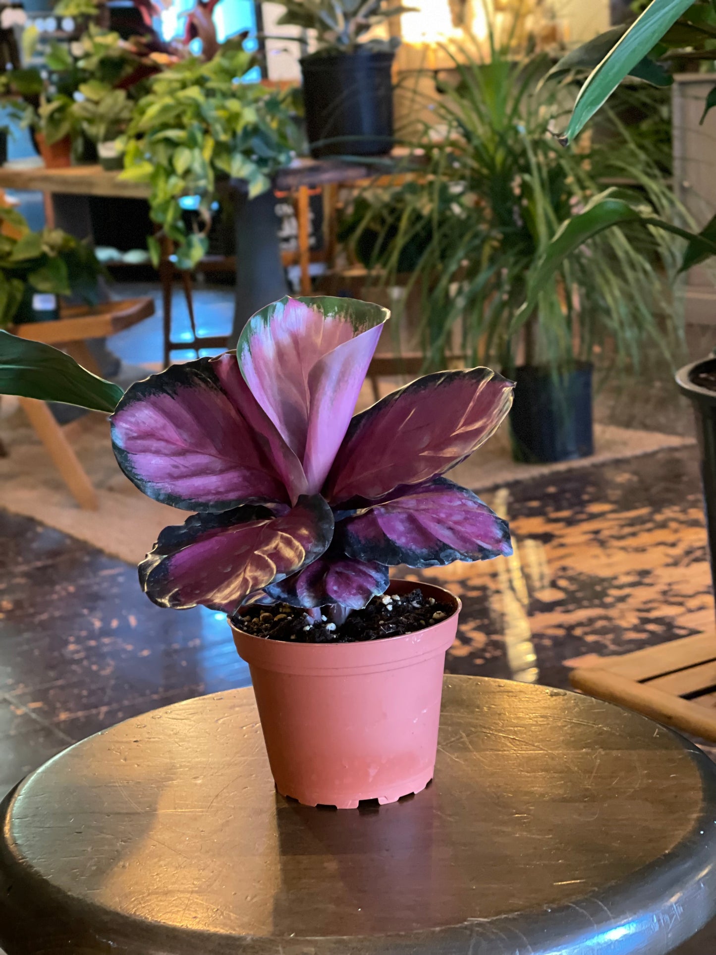 Calathea Rosey