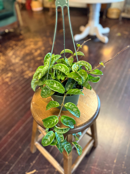 Hoya Ripple