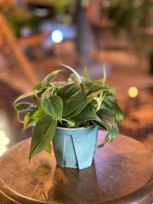 Philodendron Heart Leaf (Cordatum)
