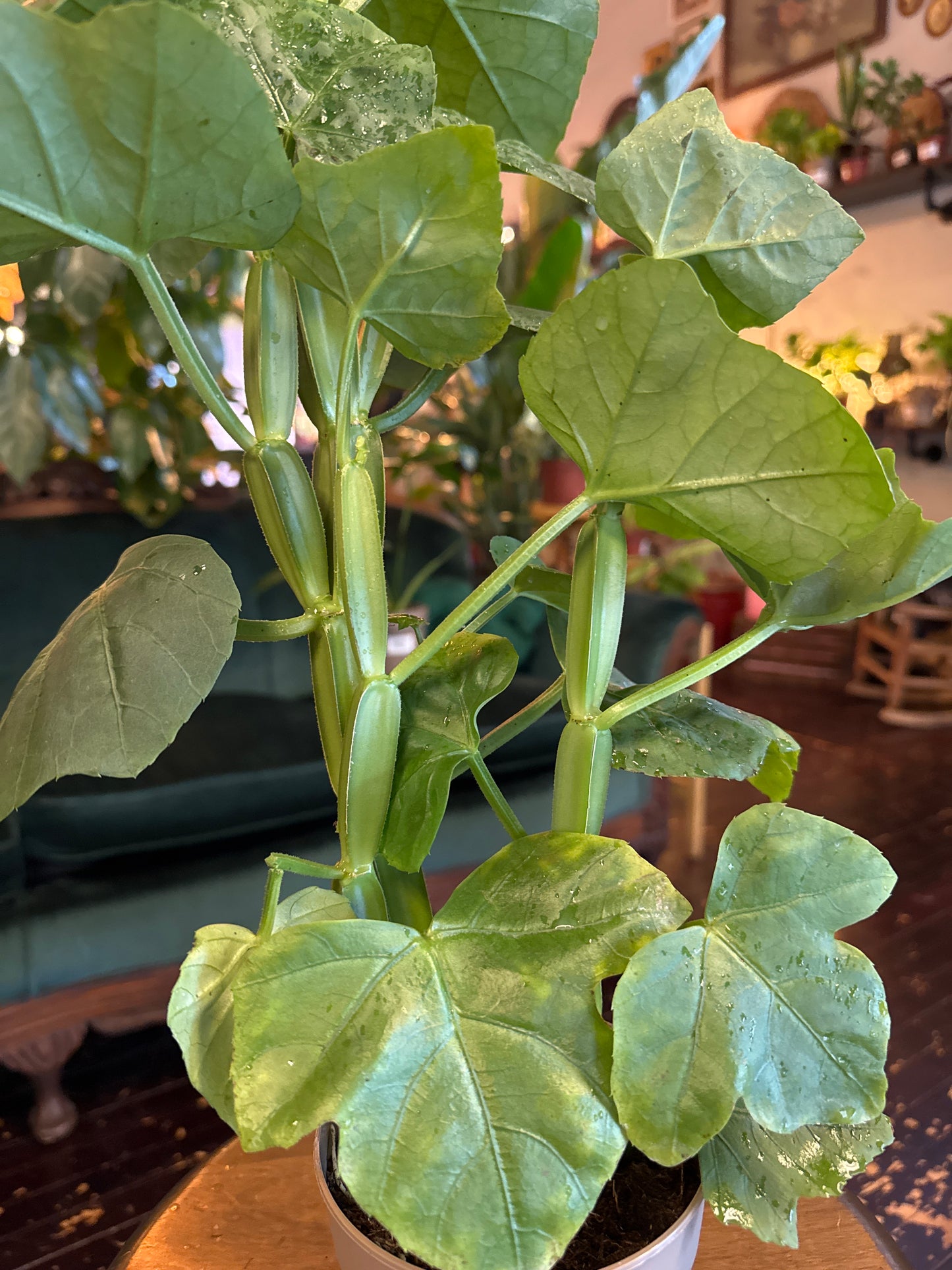 Cissus Quadrangularis