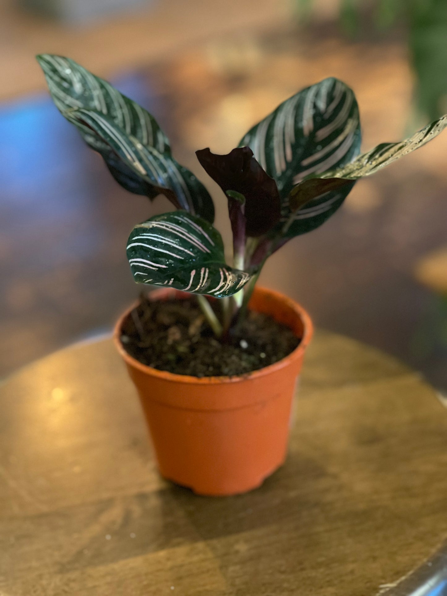 Calathea Ornata "Pink Pinstripe"