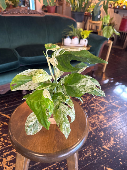 Epipremnum pinnatum marble variegated