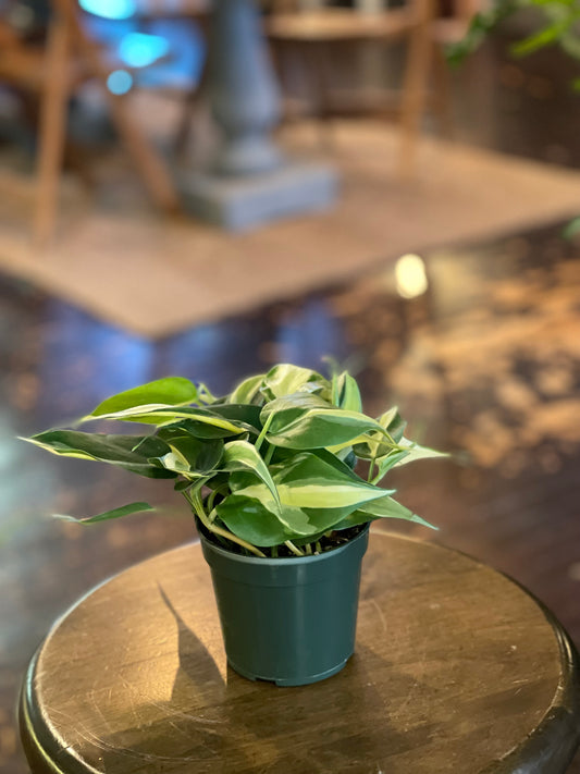 Philodendron Silver Stripe "Rio"