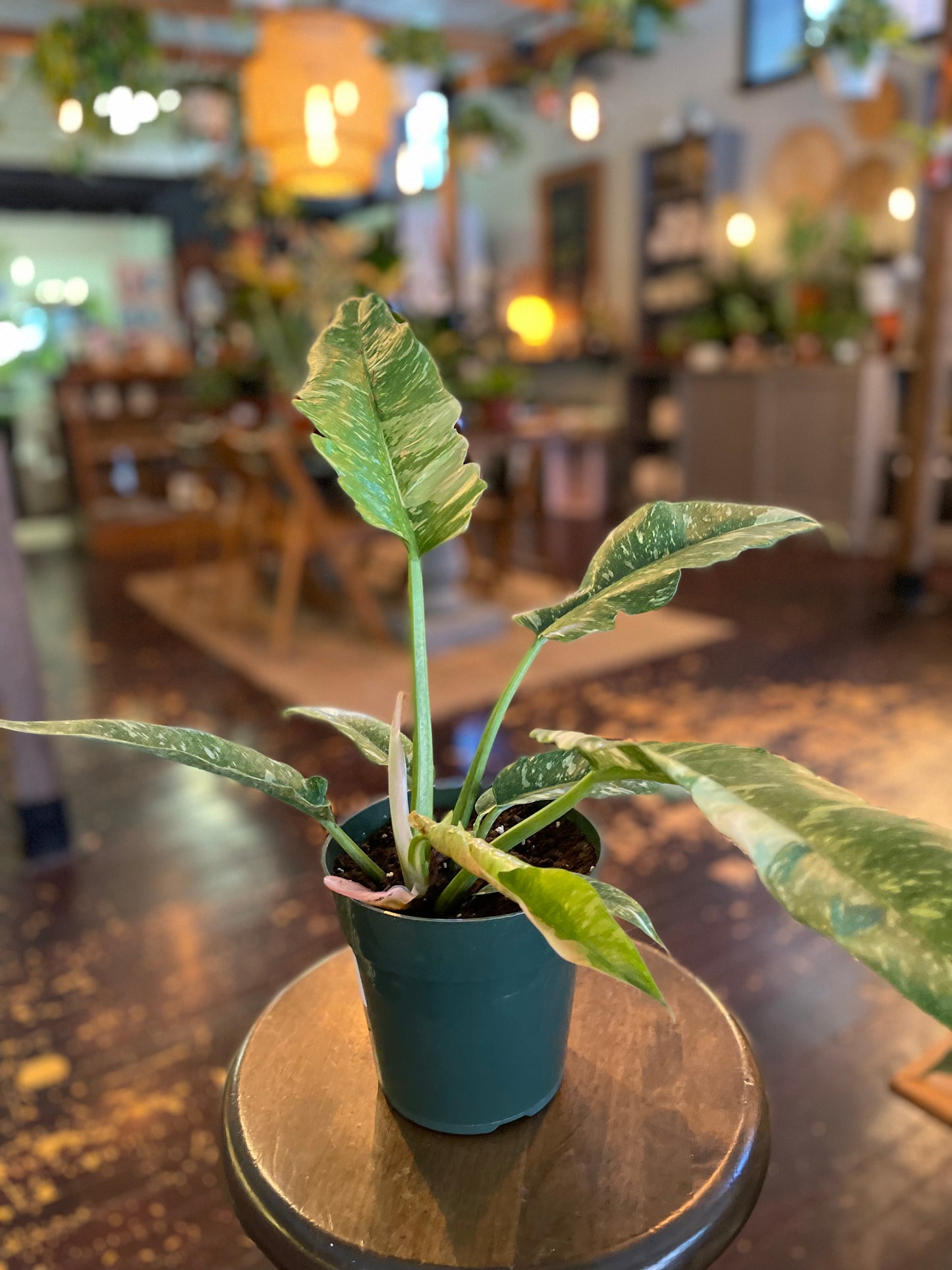 Philodendron Ring of Fire