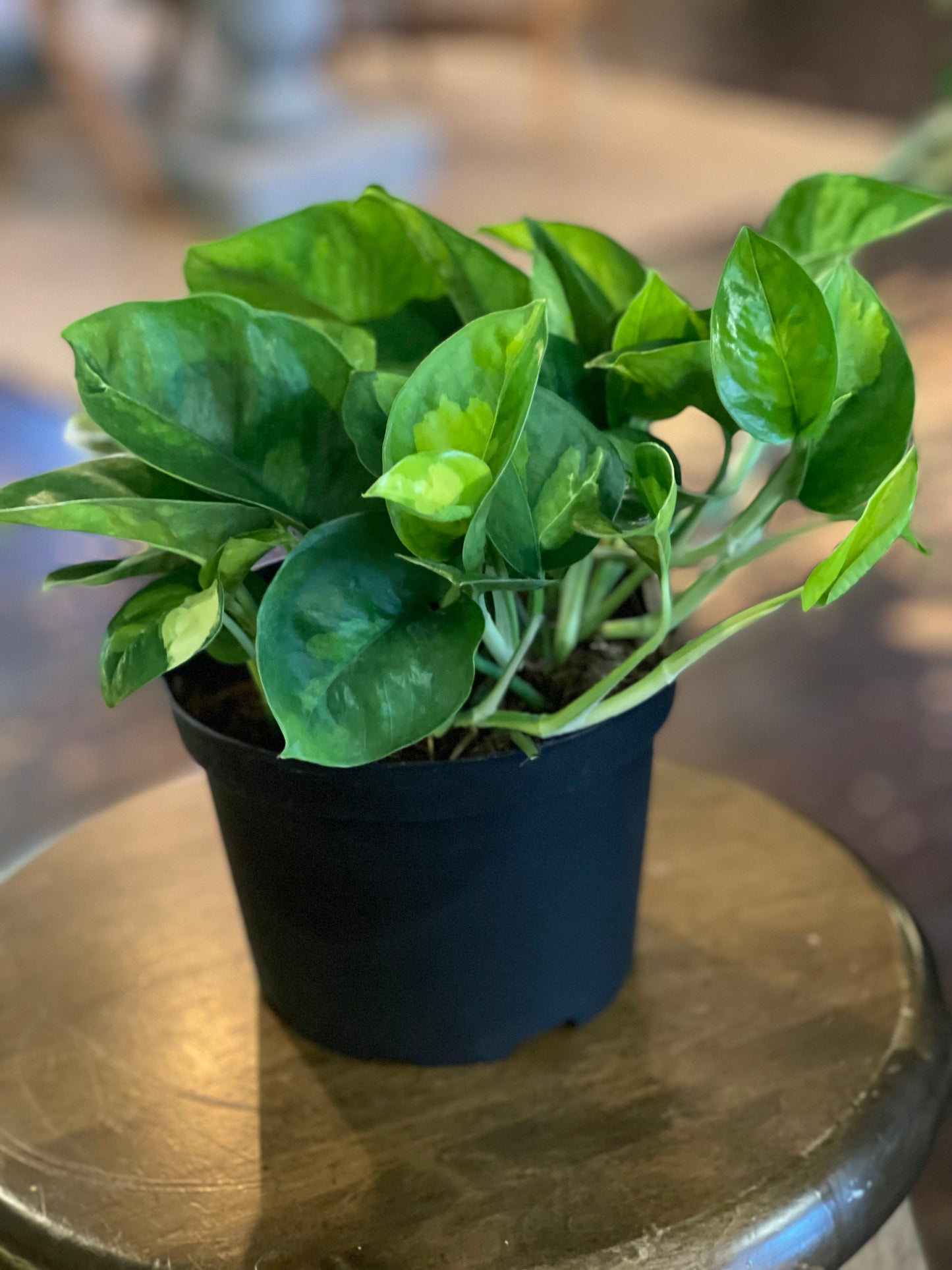 Pothos “Global Green”