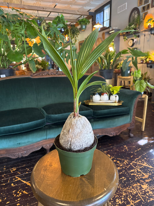 Coconut Palm Tree