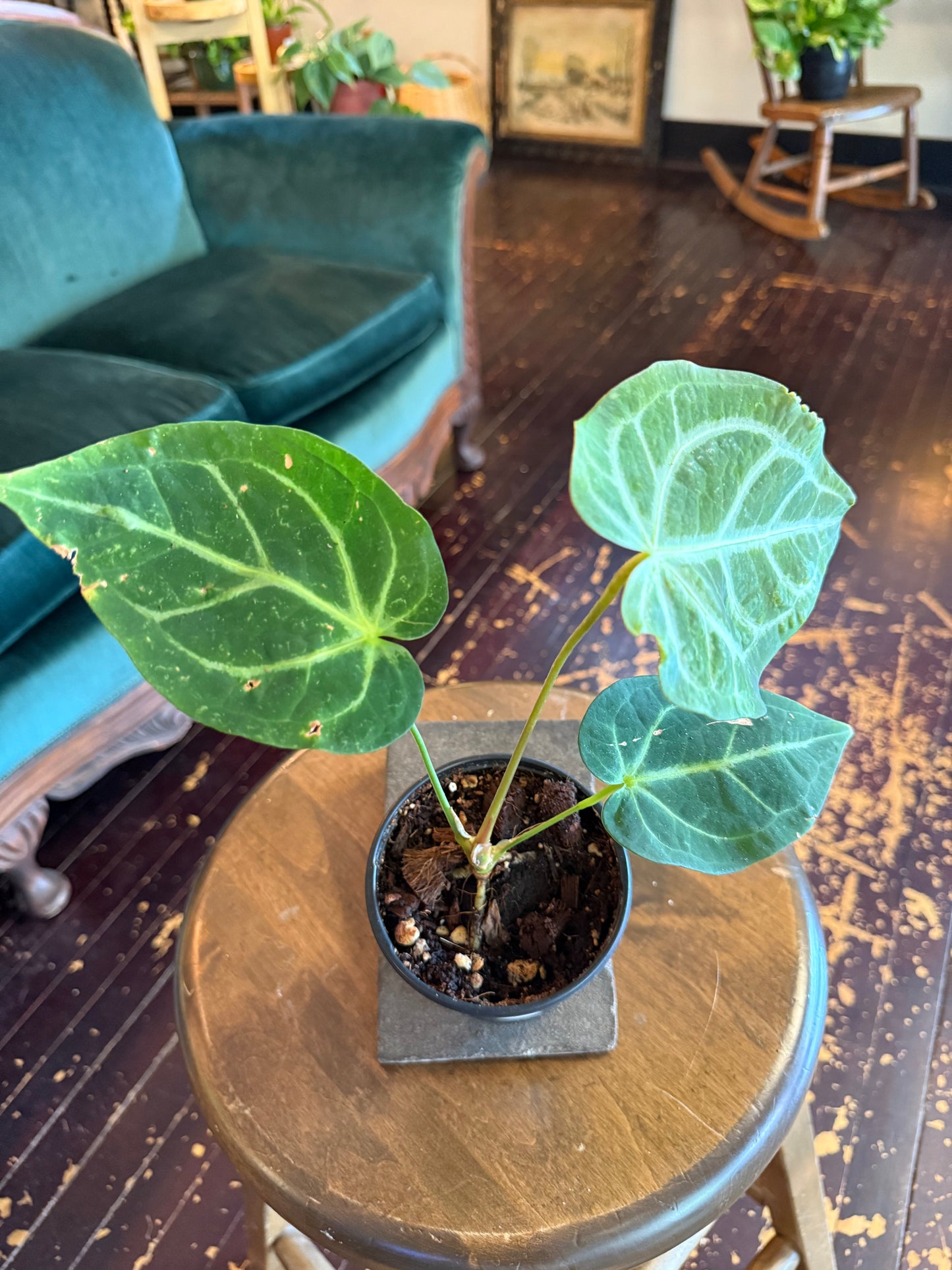 Anthurium Magnificum