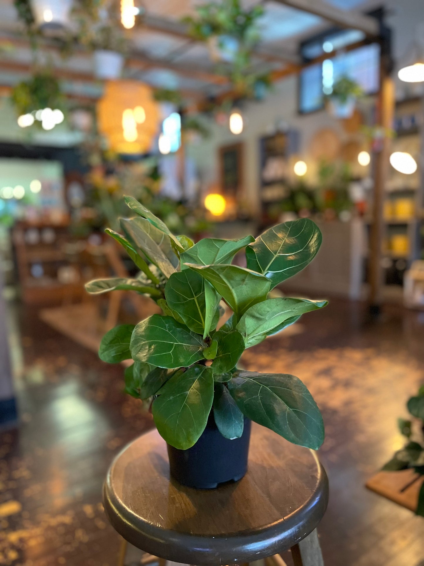 Fiddle Leaf Fig
