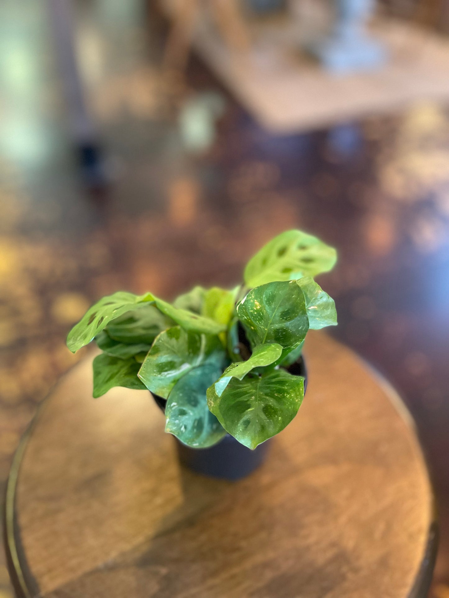 Maranta Beauty Kim Variegated