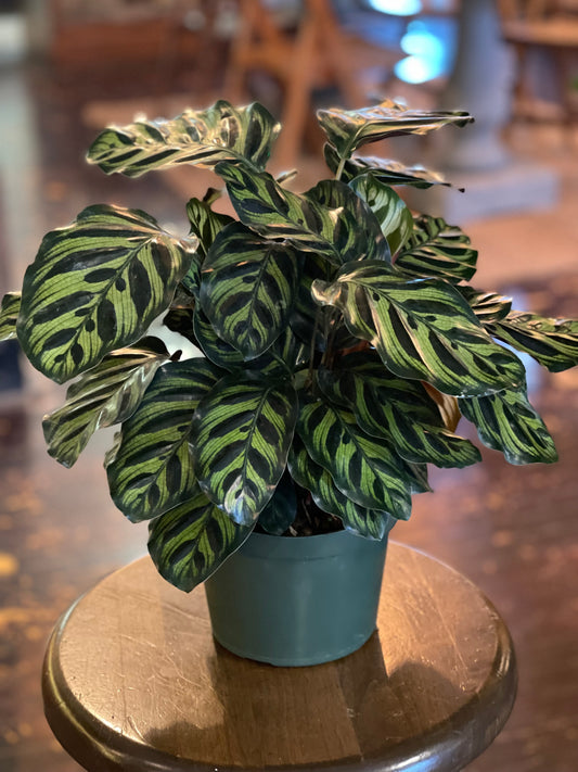 Calathea Makoyana “Peacock”