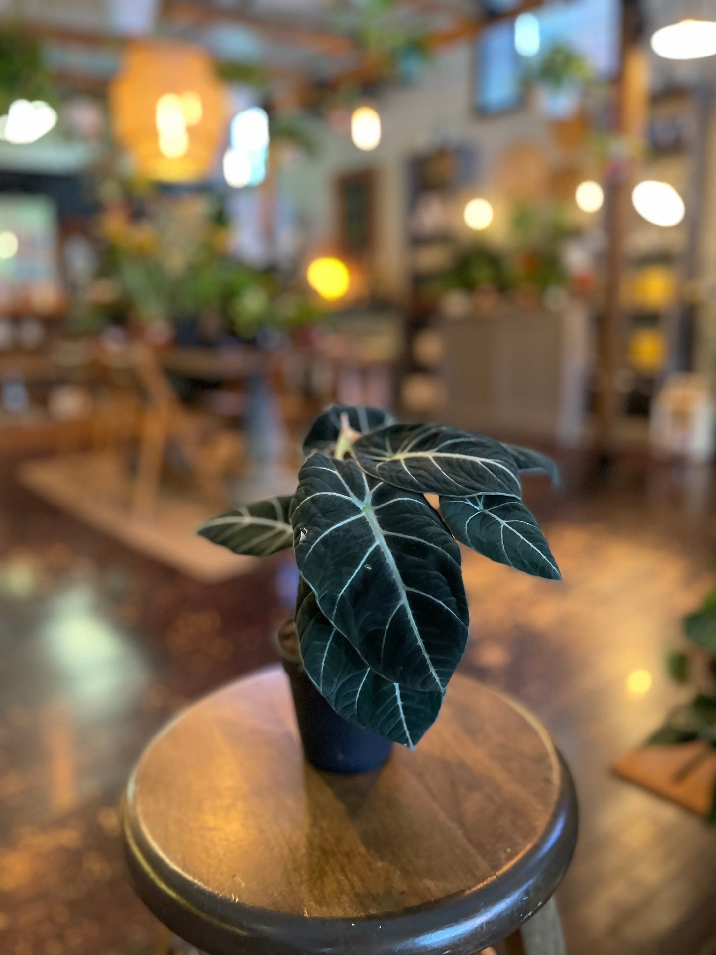 Alocasia Black Velvet