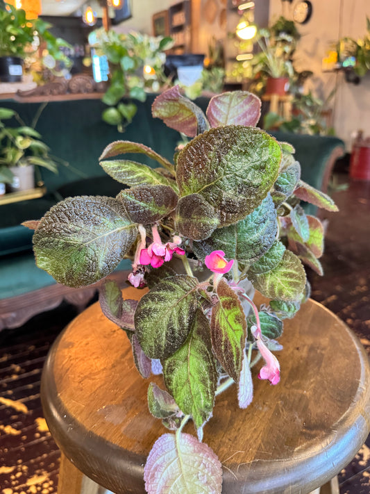 Episcia Pink Panther