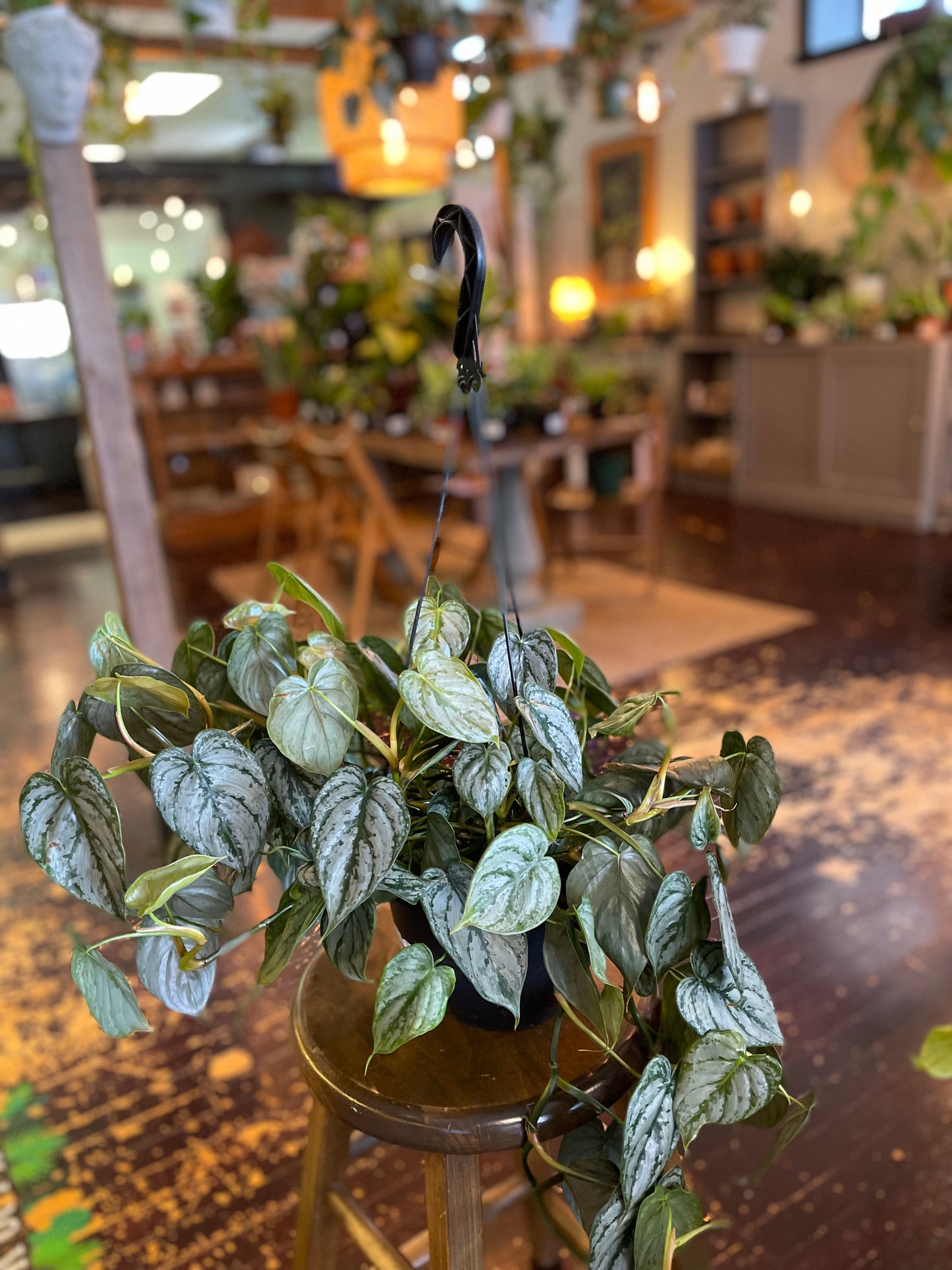 Philodendron "Brandi" brandtianum