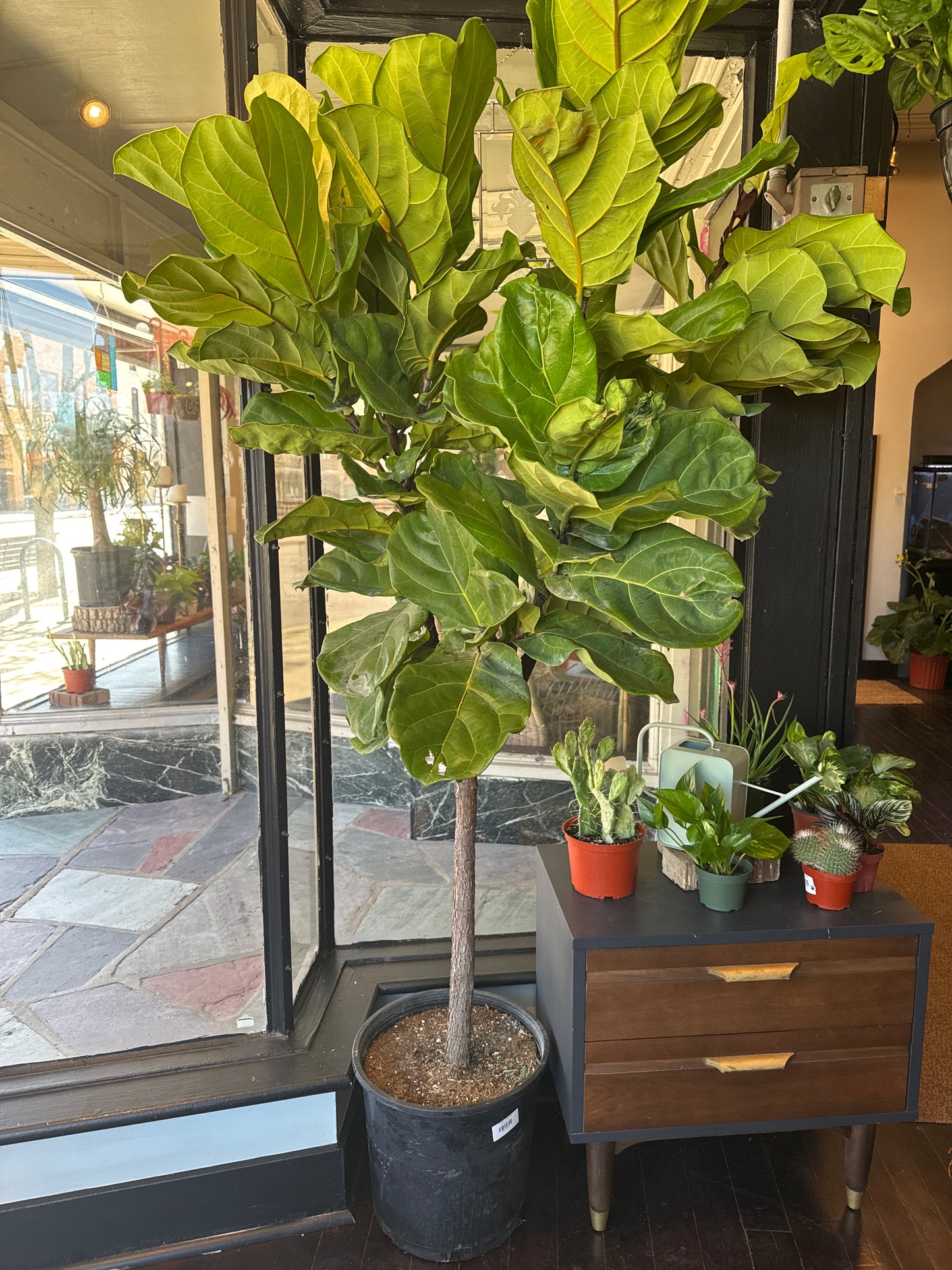 Fiddle Leaf Fig
