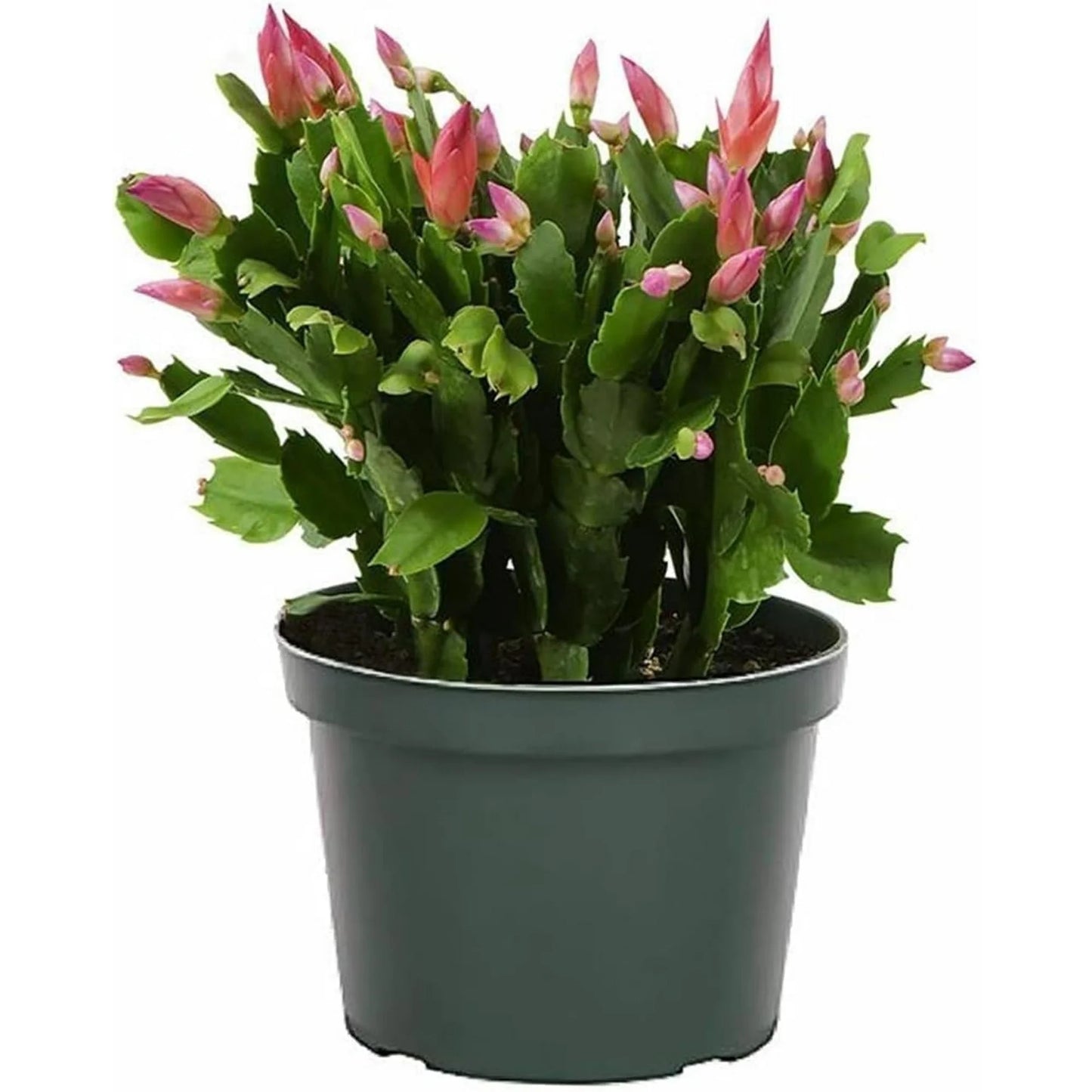 Holiday Cactus