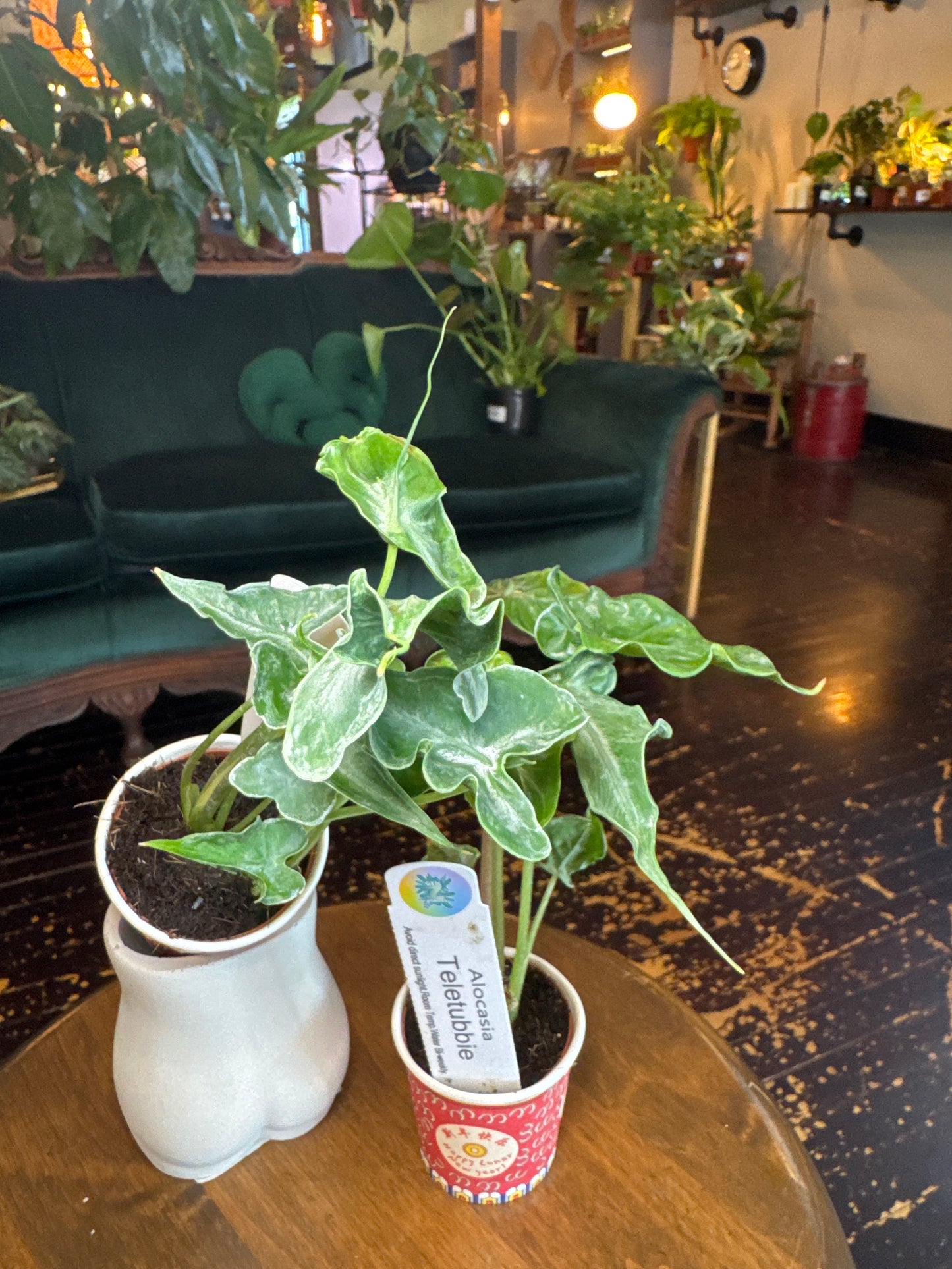 Alocasia Teletubbies