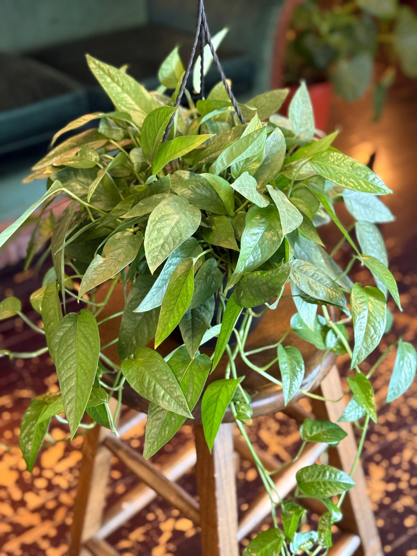 Pothos 'Cebu Blue'