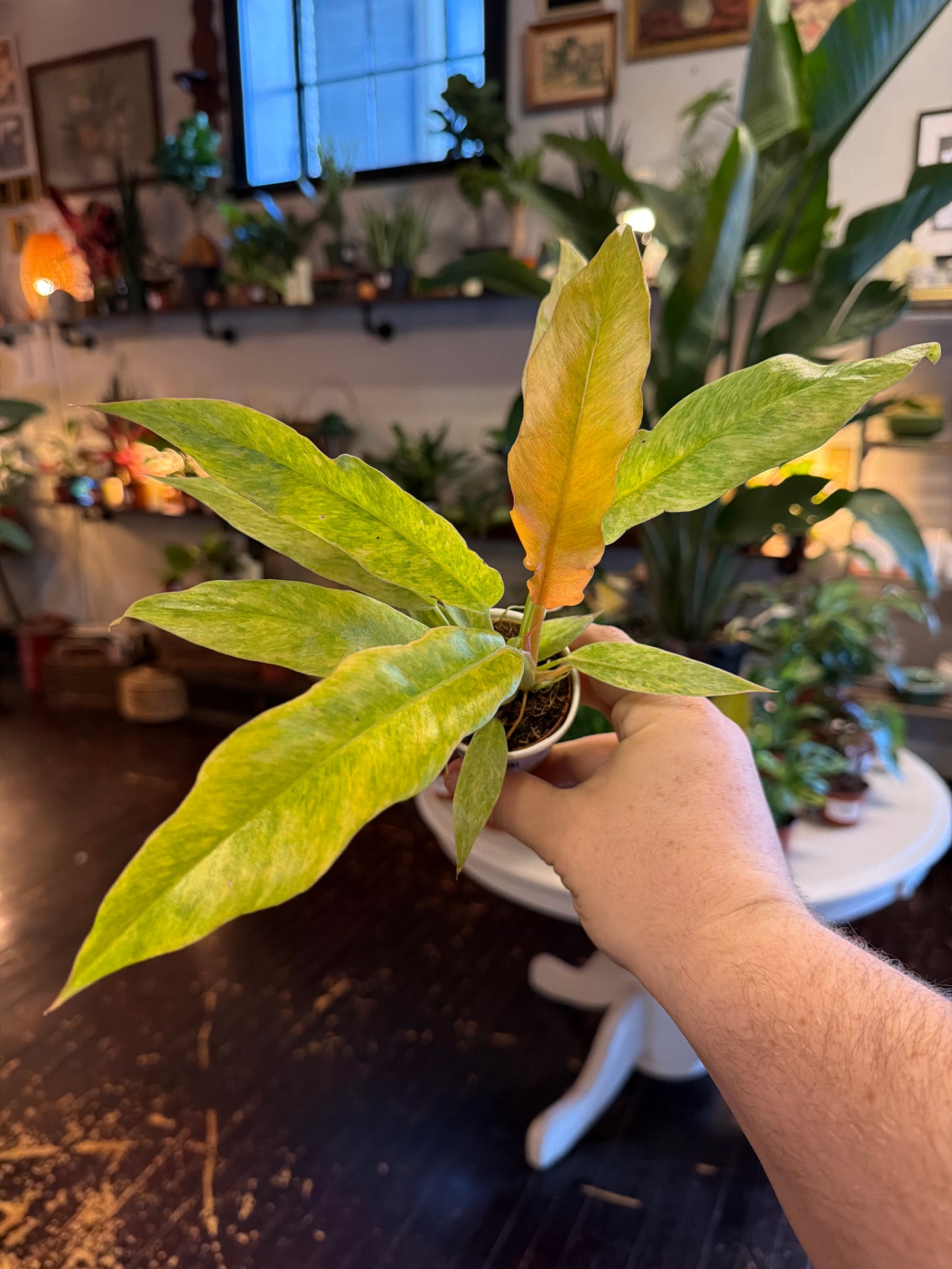 Philodendron Golden Serratum Marble