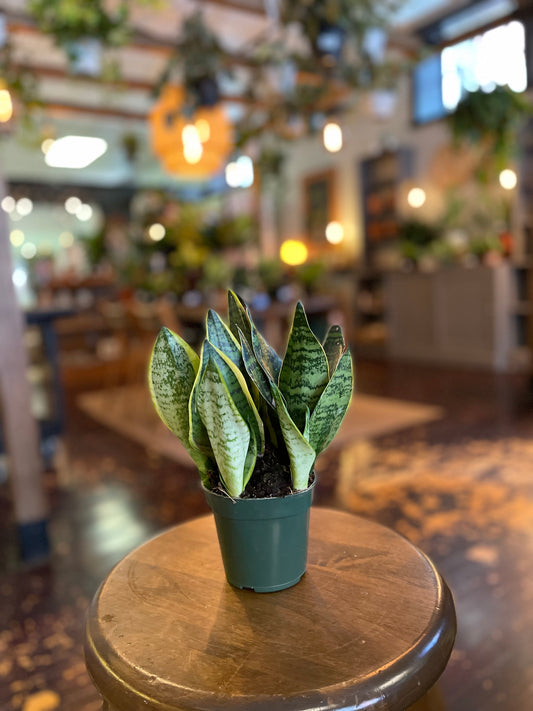 Sansevieria Laurentii