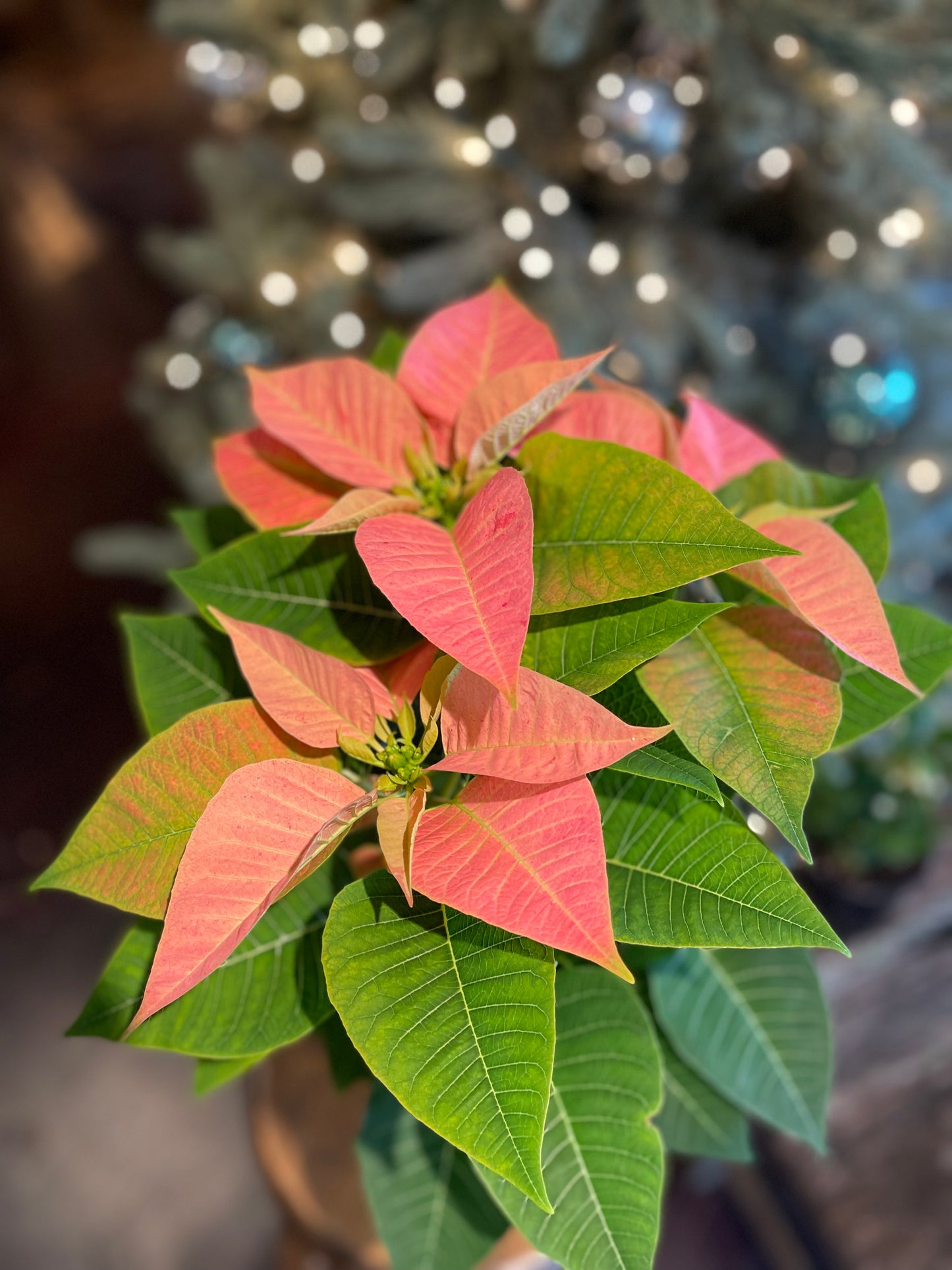 Poinsettia-Gram