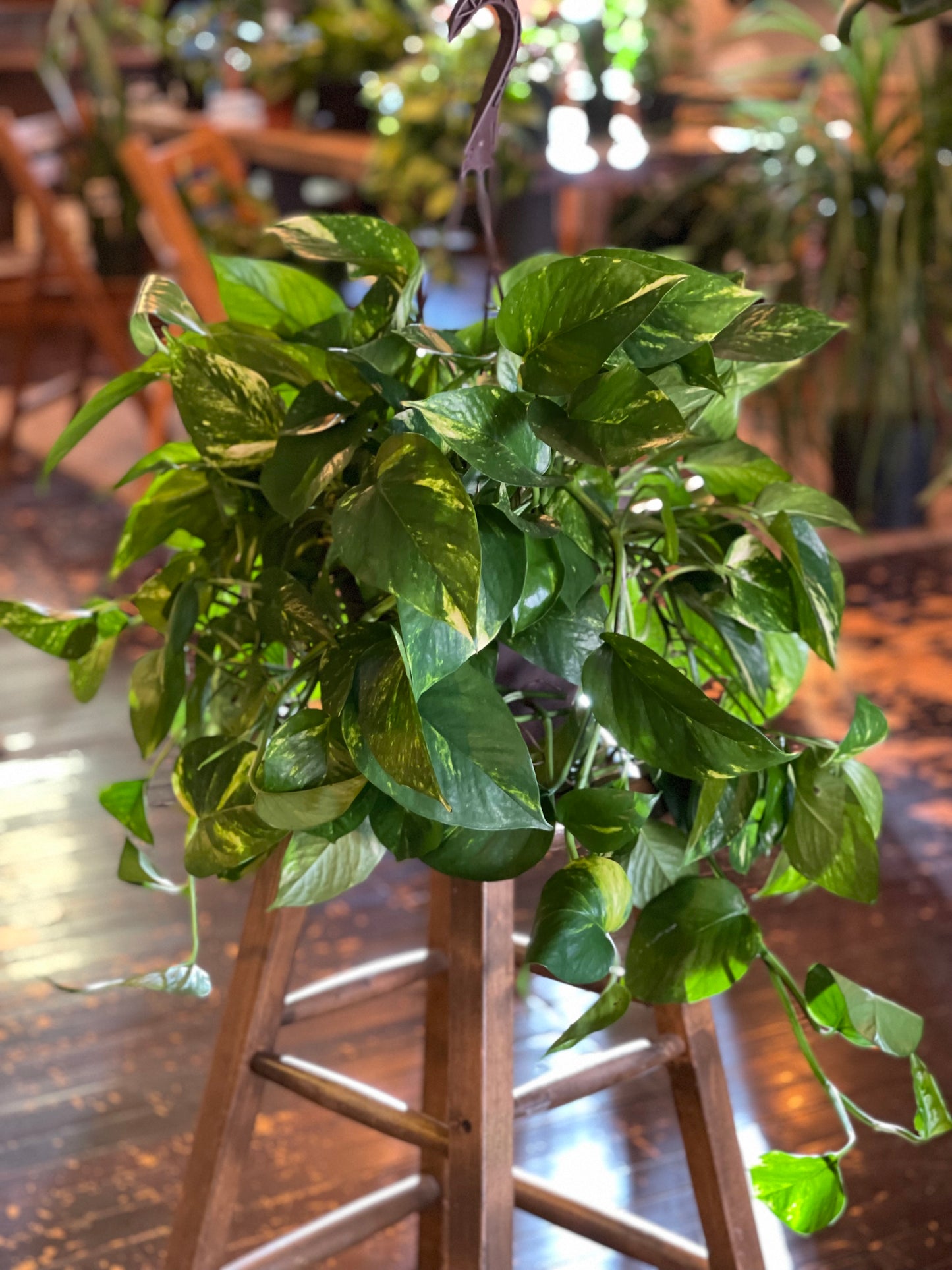 Golden Pothos
