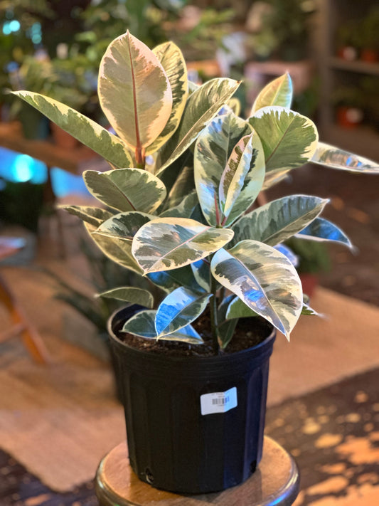 Ficus Elastica Tineke