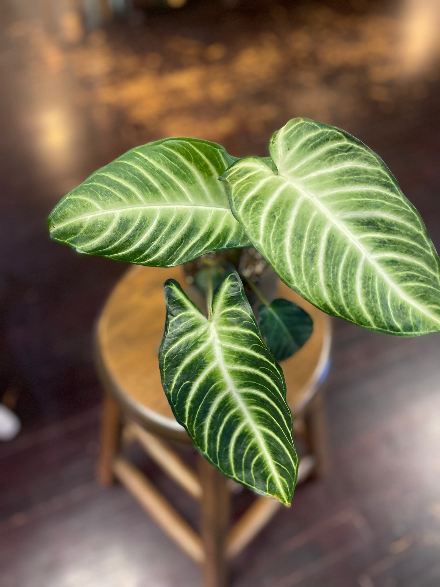 Xanthosoma Linden Magnifican