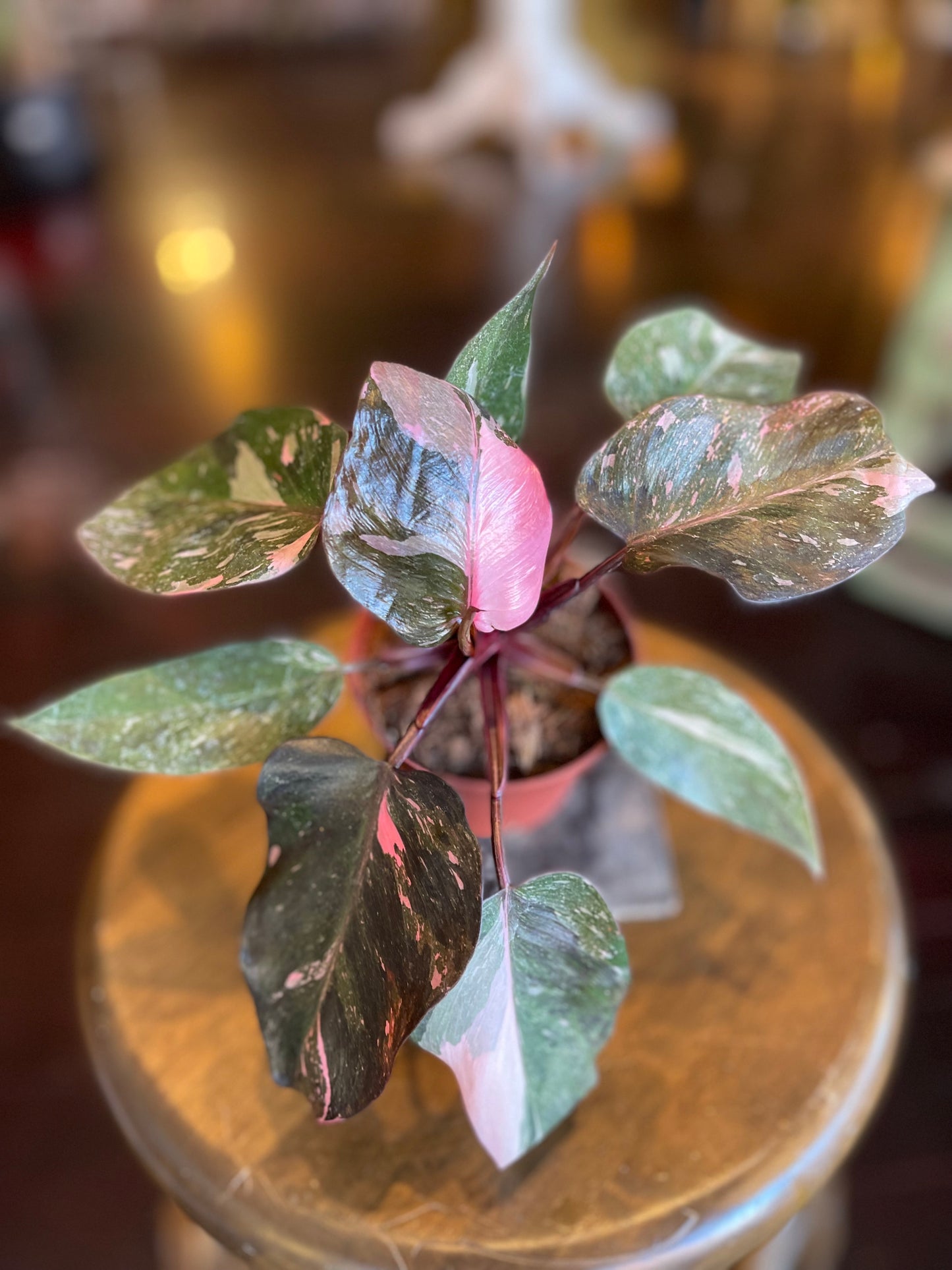 Philodendron Pink Naomi