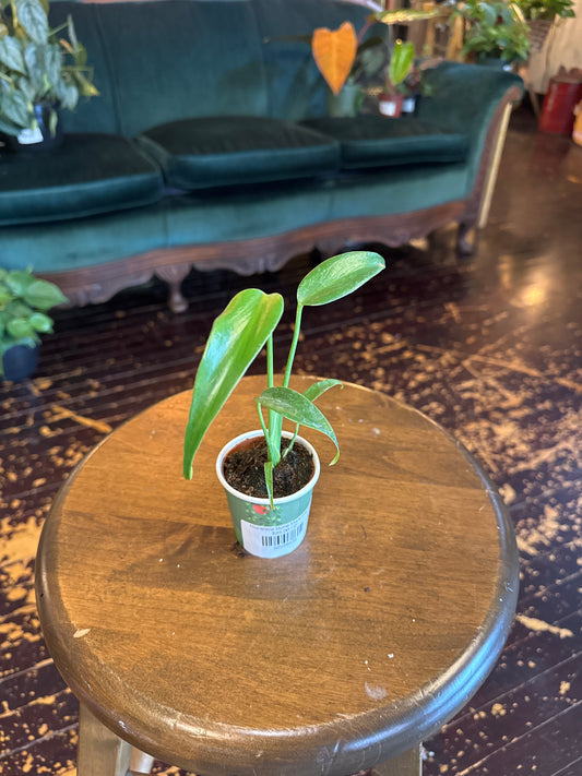 Monstera Burle Marx Flame