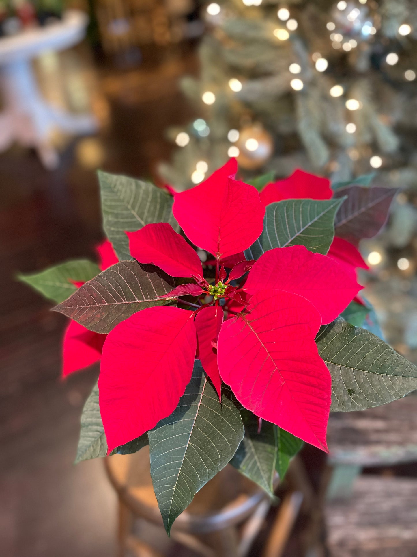 Poinsettia-Gram