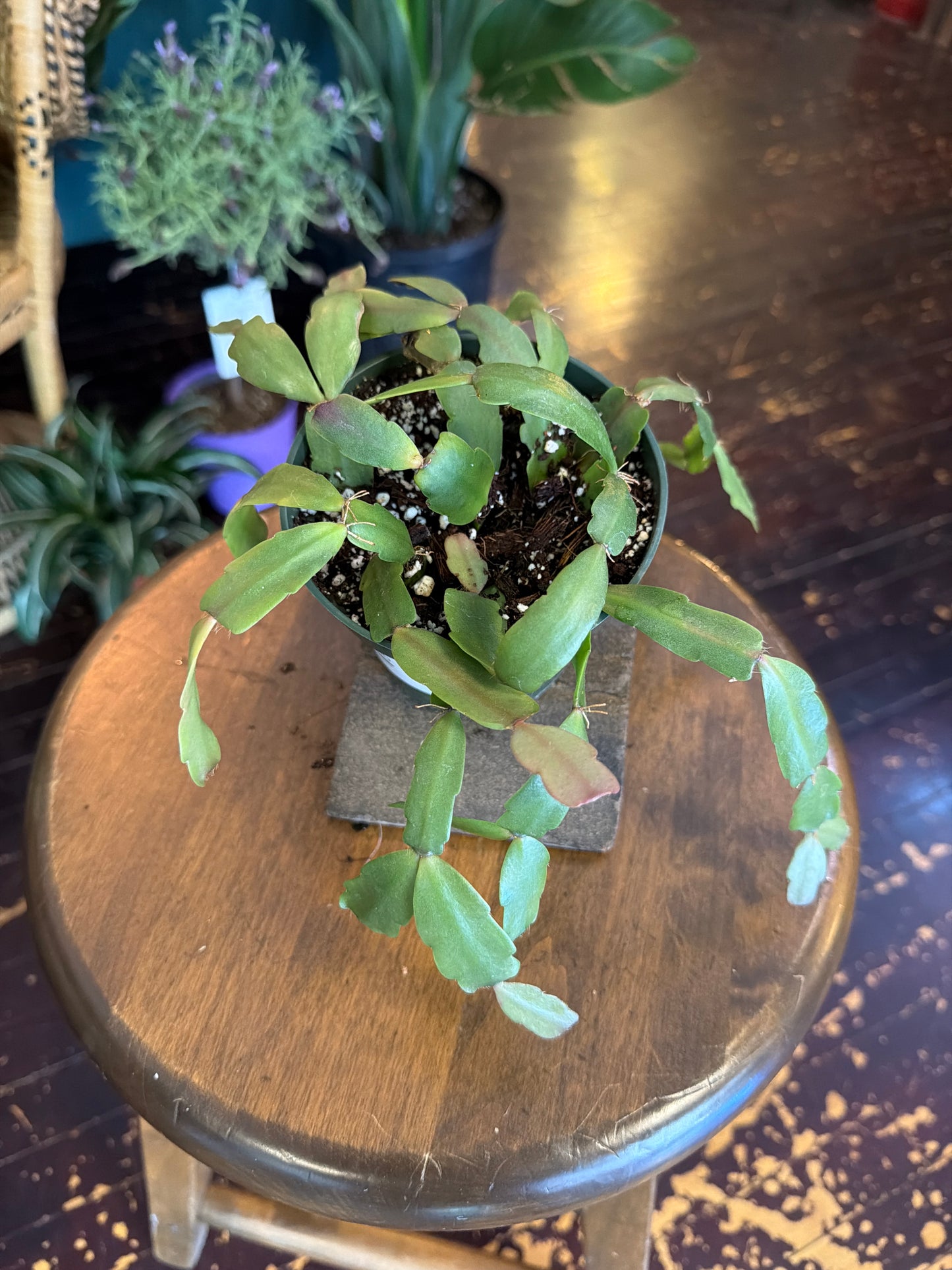 CYBER MONDAY: True Christmas Cactus - 1100