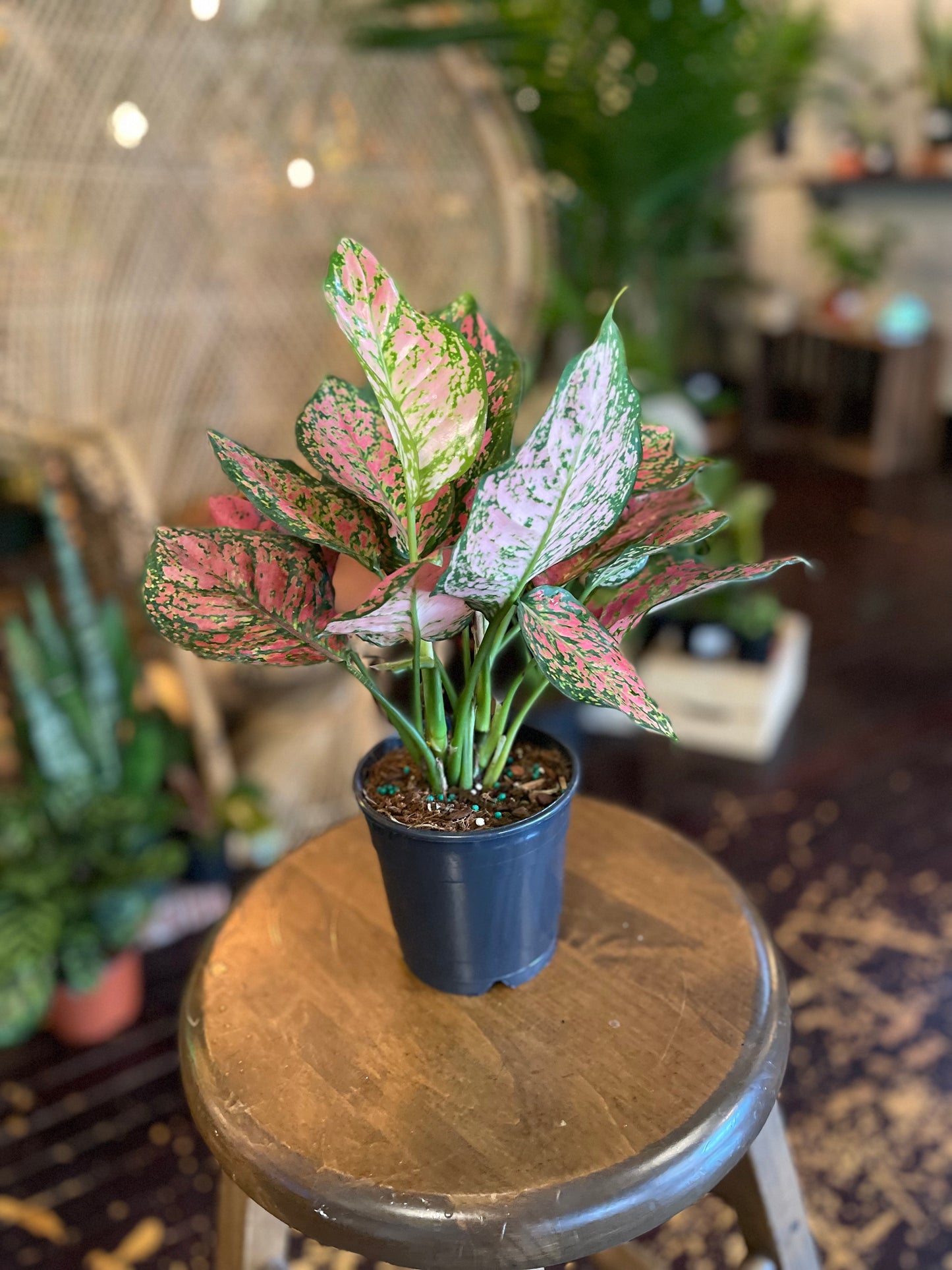 Aglaonema Red Valentine