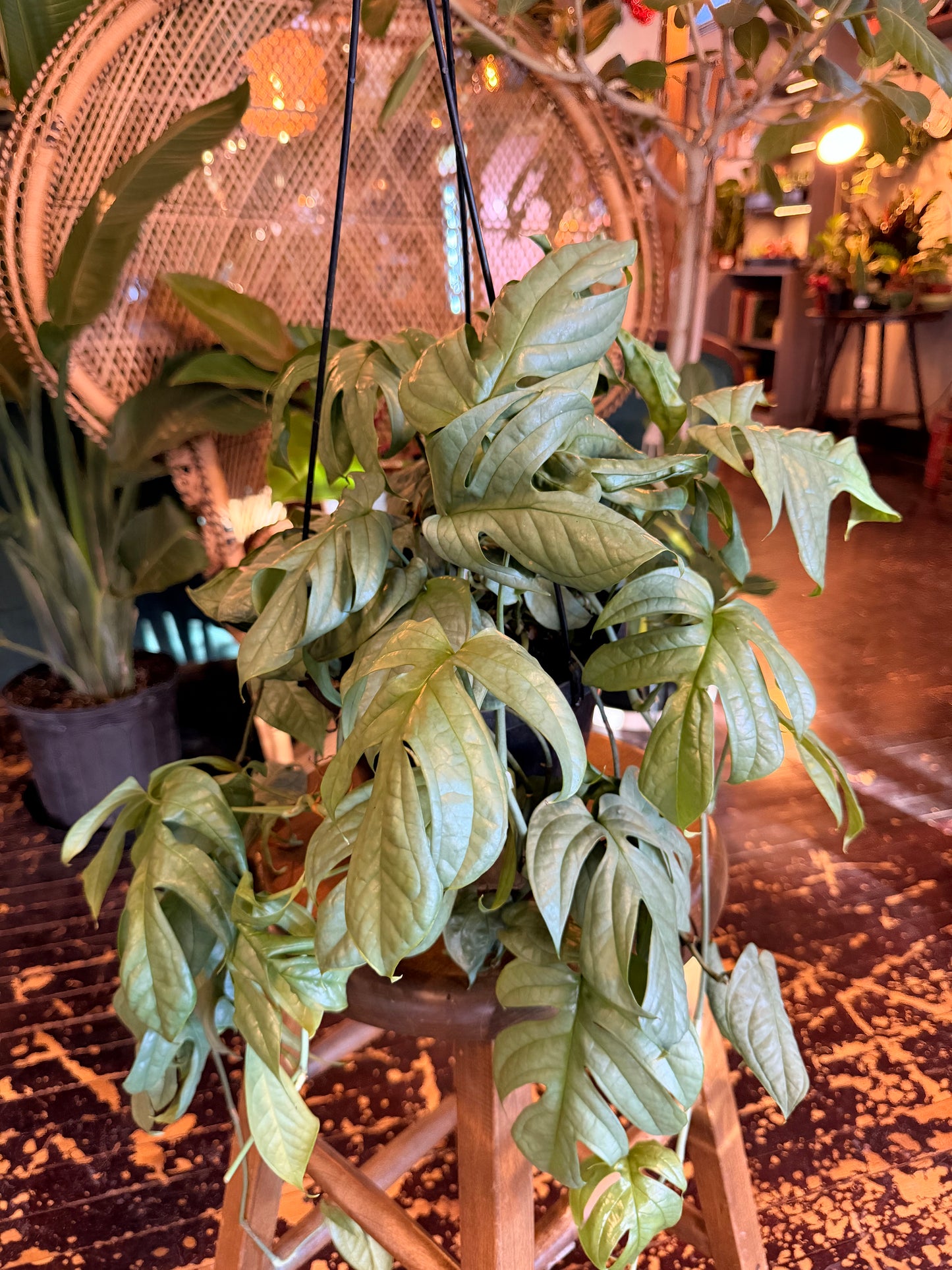 Amydrium Silver 'Spider-Man Monstera'