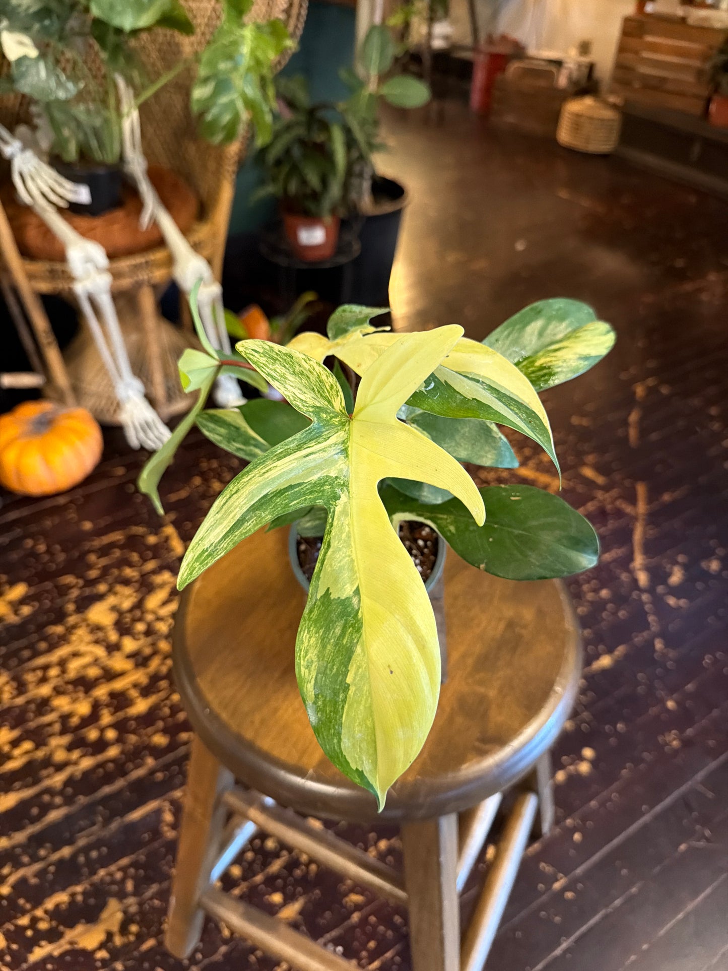 Philodendron Florida Beauty