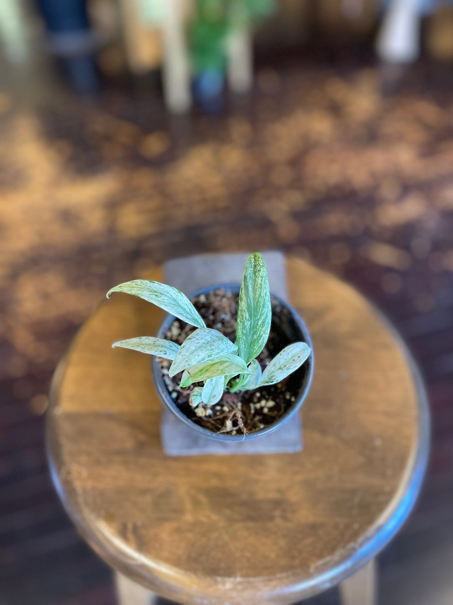 Epipremnum Giganteum Variegated