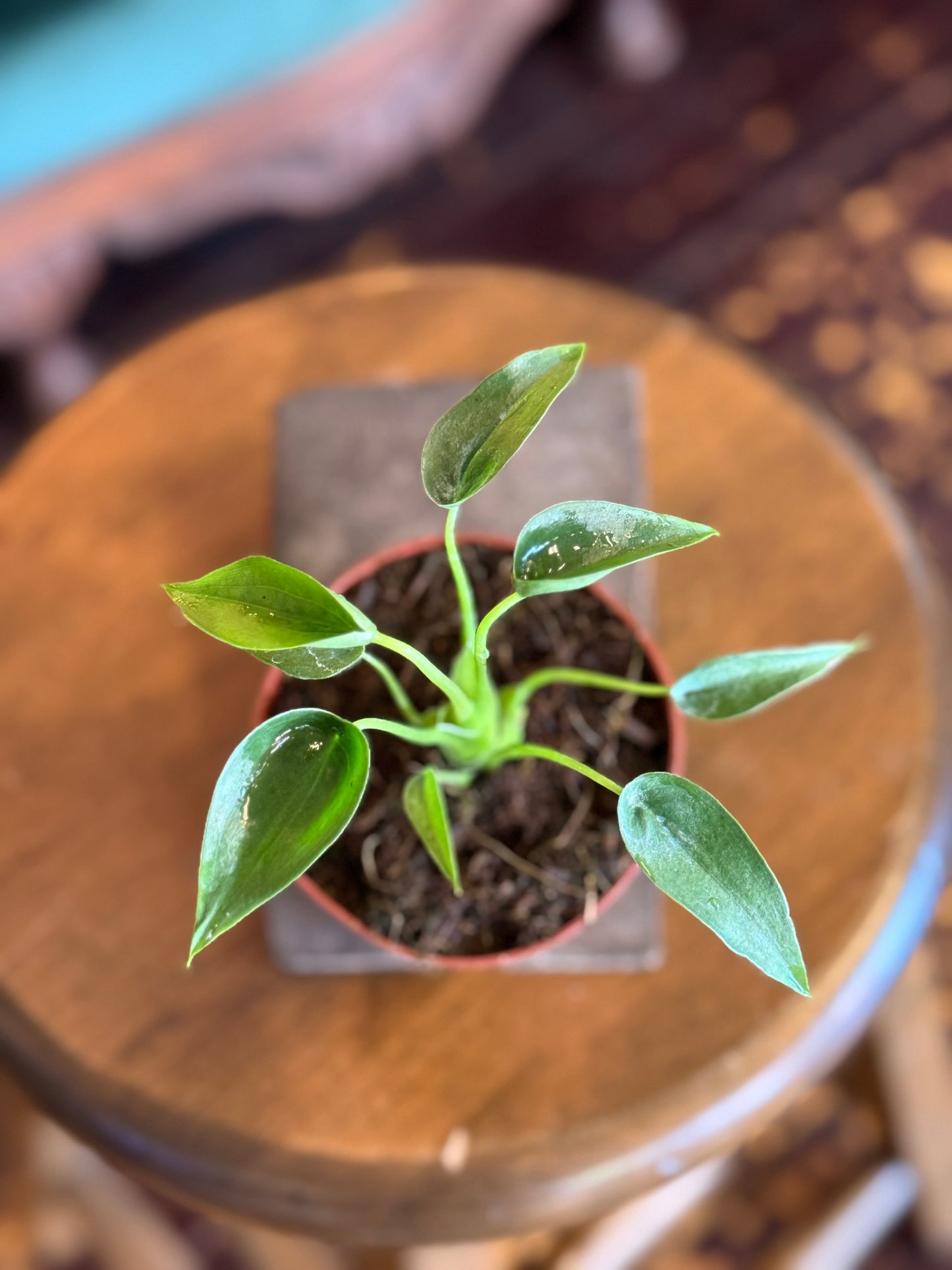 Alocasia Tiny Dancer