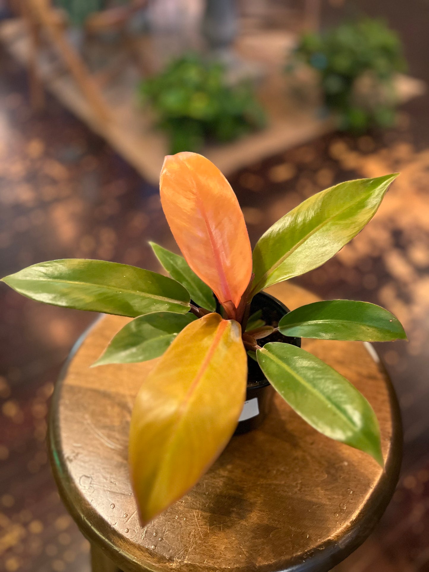 Philodendron Prince of Orange