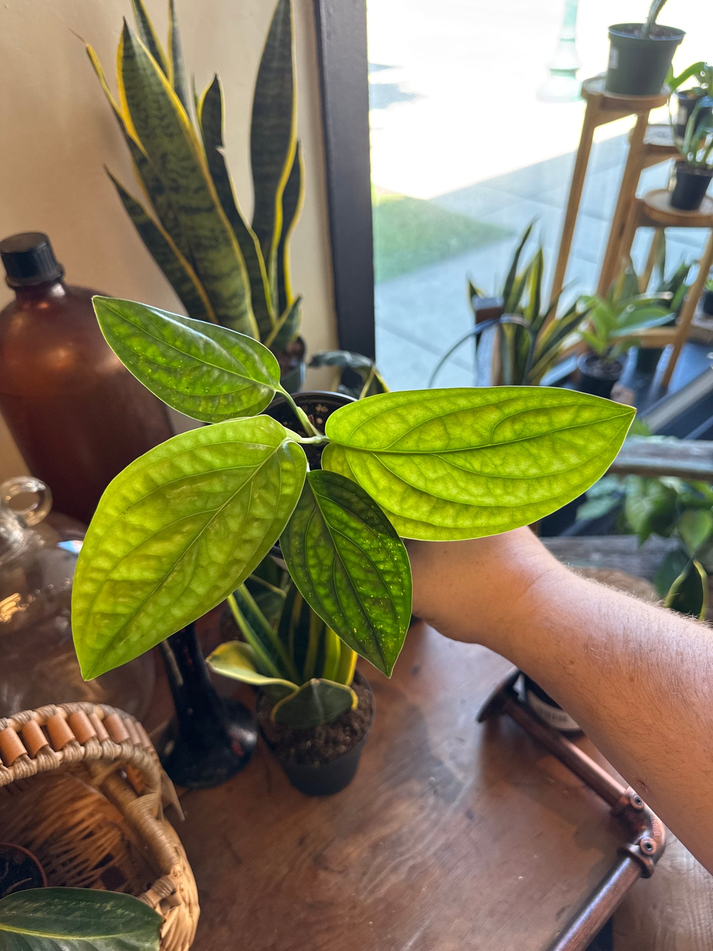 Monstera 'Peru' Karstenianum